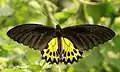 Common birdwing (Troides helena)