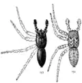 Illustration of males