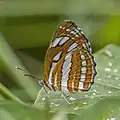 N. h. papaja Phuket, Thailand