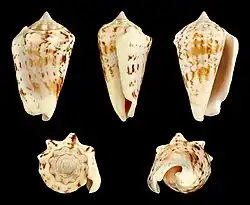Five views of a shell of Conomurex decorus