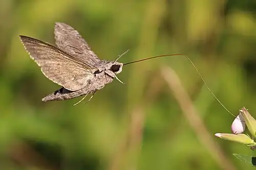 Showing length of proboscis Both near Rila Monastery, Bulgaria