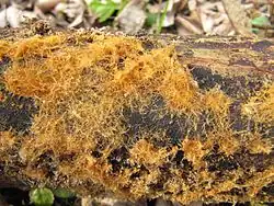 The bright orange ozonium