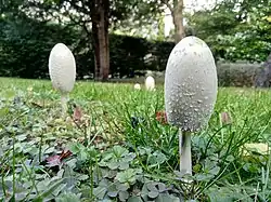 Coprinus comatus