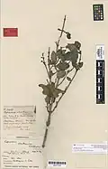 Herbarium specimen