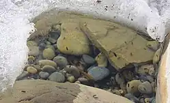 Insects swimming in shallow water in a hole surrounded by ice and emergent rocks