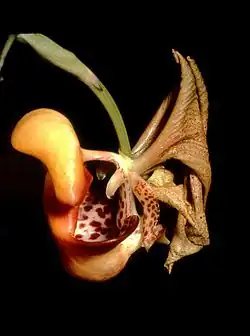 Coryanthes picturata
