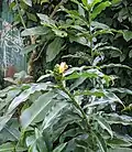 Costus pictus buds and leaves