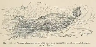 #18 (30/11/1861), An illustration of the Alecton encounter from Les Animaux Excentriques by Henri Coupin [fr], first published in 1903, based on the original from Bouyer (here given as "Rouyer").