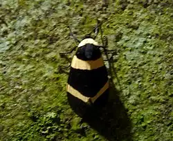 Cream-barred Tiger. Viviennea ardesiaca. Arctiinae.