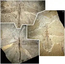 Cretophasmomima, a stick insect