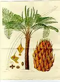Image 53Form, leaves and reproductive structures of queen sago, Cycas circinalis (from Tree)