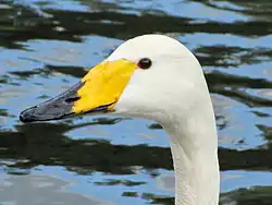 Whooper swan in Regent's Park, London, England