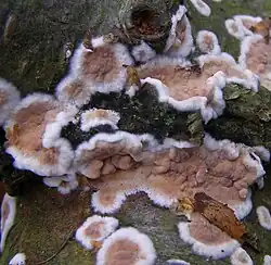 A close-up shot of a Cylindrobasidium fungus on an unidentified tree species.