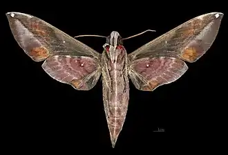 Daphnis hypothous hypothous ♀ △