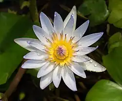 Nymphaea × daubenyana