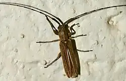 Picture of Longhorn Beetle (Hyllisia suturaloides)