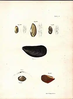 Mollusca Plate 13