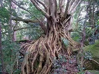 mature tree at Foxground