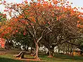Delonix regia Gulmohur