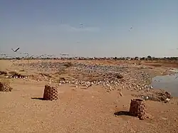 Demoiselle Cranes at Khichan.
