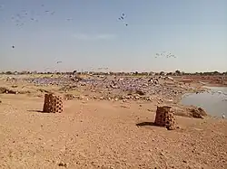 Demoiselle Cranes at Khichan