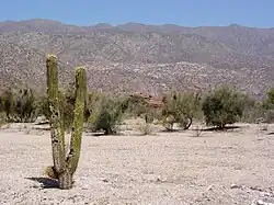 Desert scenery in La Rioja Province showing a cactus and mountains in the background