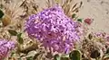 Abronia villosa