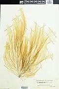 Phycotheca Boreali-Americana, a collection of dried specimens of the Algae of North America