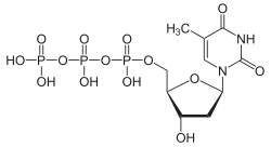 Skeletal formula of thymidine triphosphate, 3- negative charge