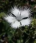 Dianthus monspessulanus