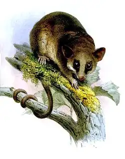 Drawing of brown opossum