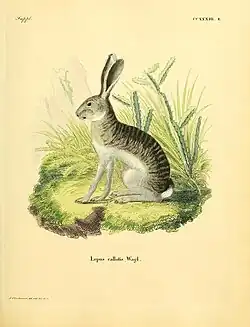 Drawing of the white-sided jackrabbit