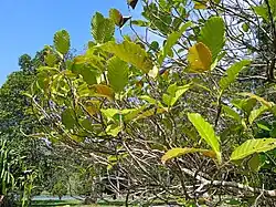 Dillenia philippinensis leaves