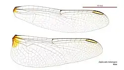 Male wings