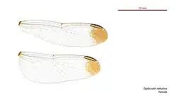 Female wings