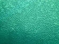 Closeup of the very large brain coral, Diploria strigosa, at Snapper Ledge