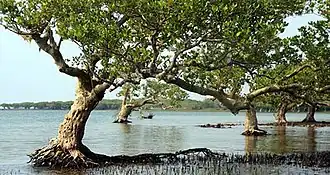Landscape with mangroves