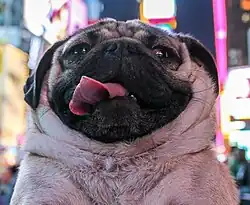 A photograph of a pug's head looking upwards with its tongue sticking out.