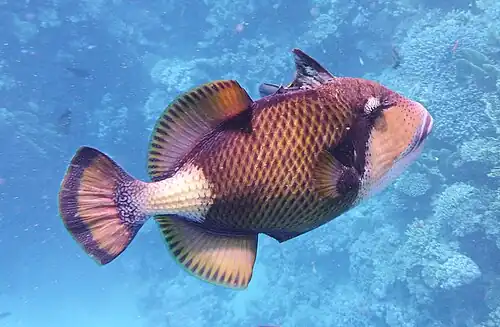 Red Sea, with extended dorsal spine