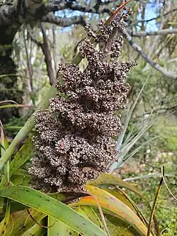 A fruited inflorescence