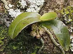 Image of Drymoanthus adversus