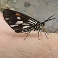 Drymoea satellitia, Costa&nbsp;Rica