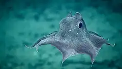 Photograph of a grey-blue octopus with webbed arms swimming above the seafloor.