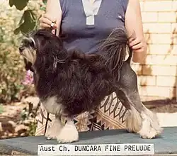 Duncara Fine Prelude, a Lowchen in exhibition in Australia