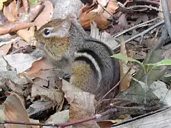 Eastern chipmunk (Tamias striatus)