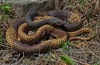 Eastern coachwhip (M. f. flagellum), Taney County, Missouri