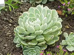 Echeveria elegans