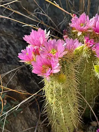 Blooming plant in Swift Trail Junction, Arizona