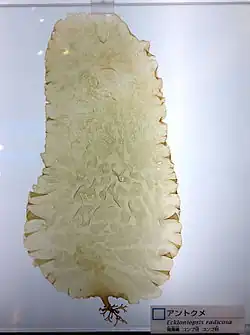 Eckloniopsis radicosa