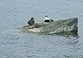 Eiders at Lunderston Bay
